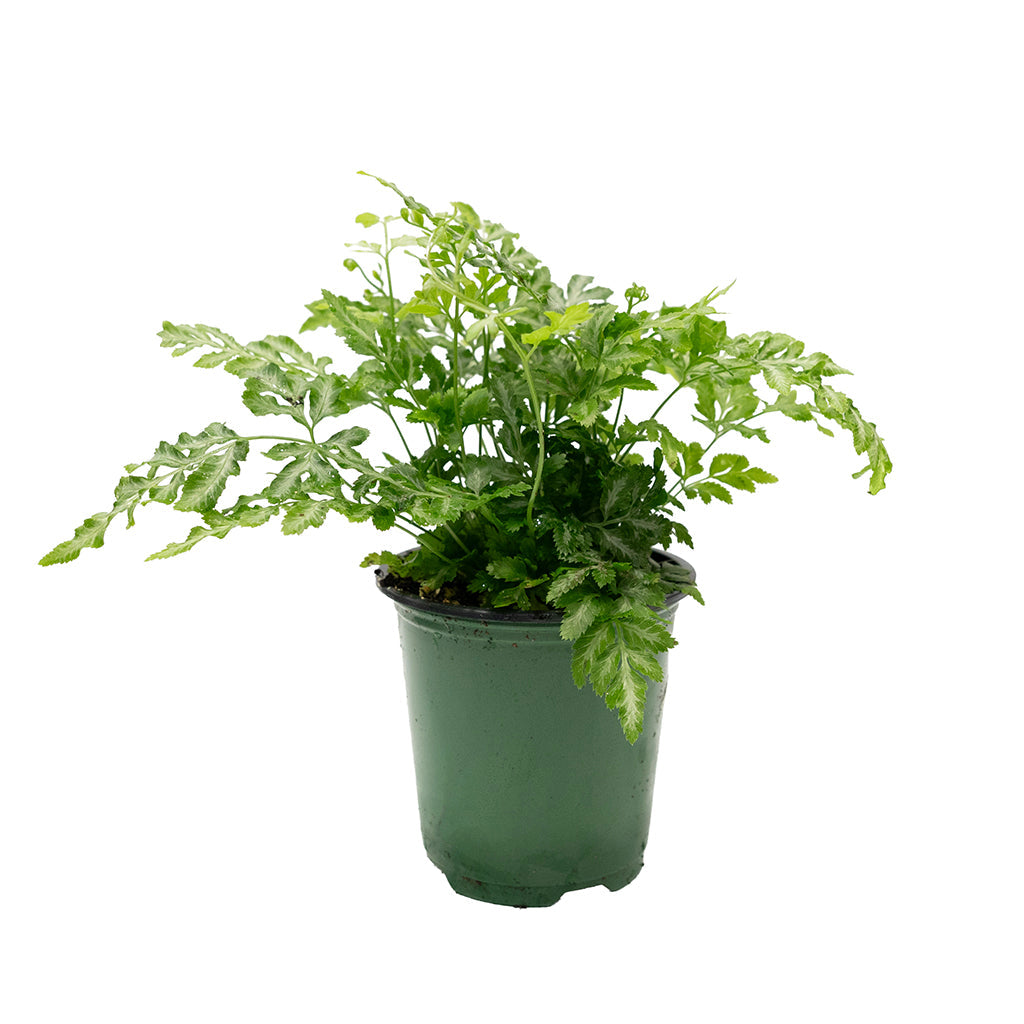 Pteris Ensiformis/Silver Lace Fern 3.5"