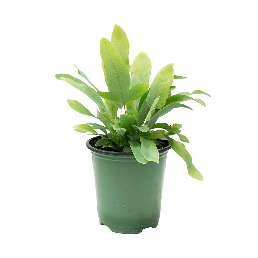 blue star fern bathroom Phlebodium Aureum/Blue Star Fern 4"