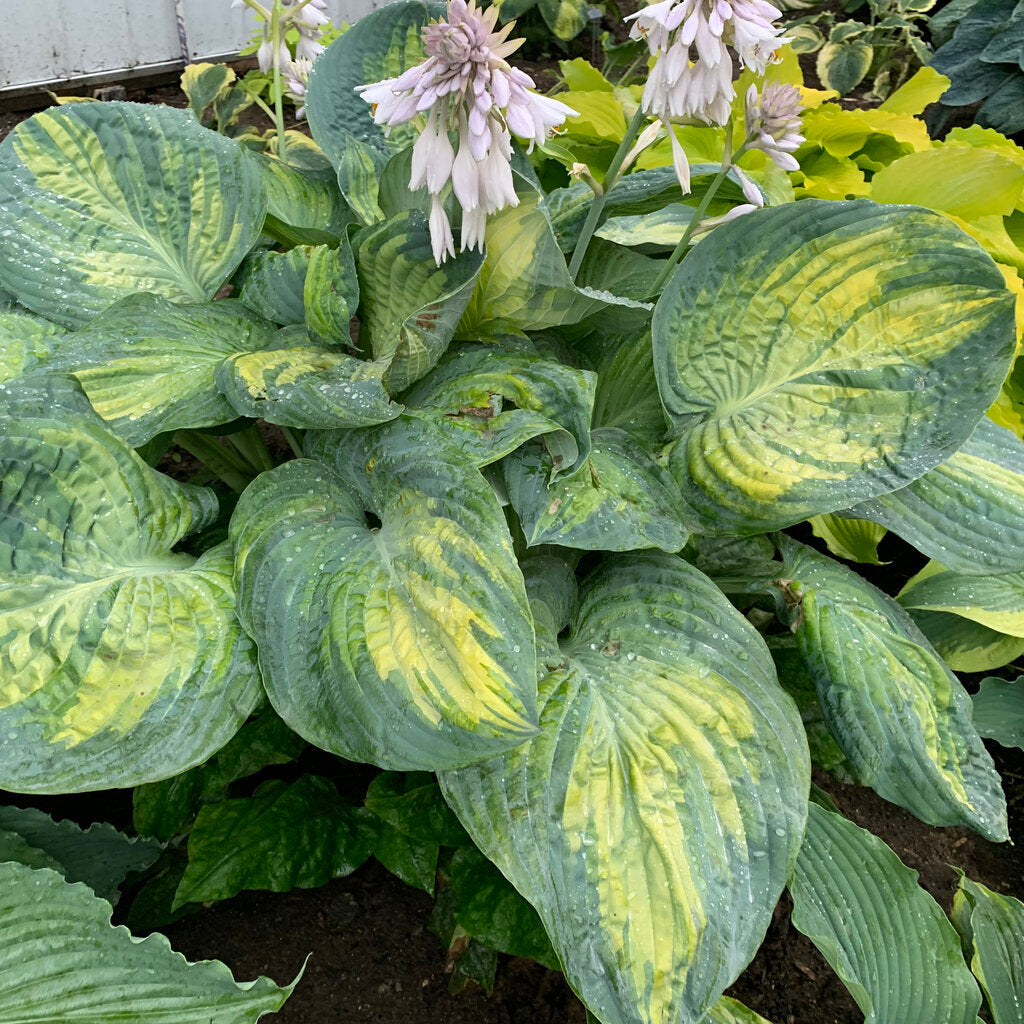 Hosta Pw Sound Of Music 1Gal