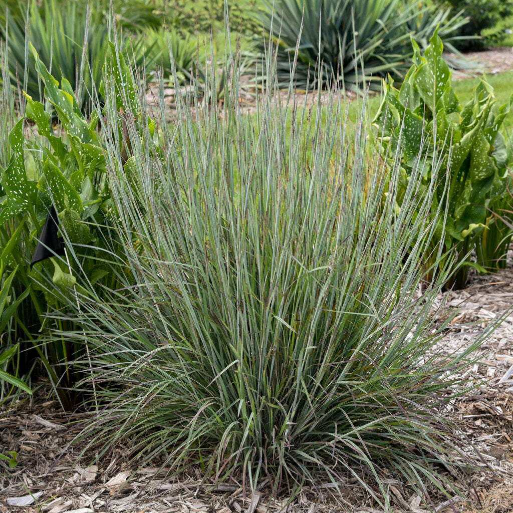 Schizachyrium Pw Brush Strokes 1Gal