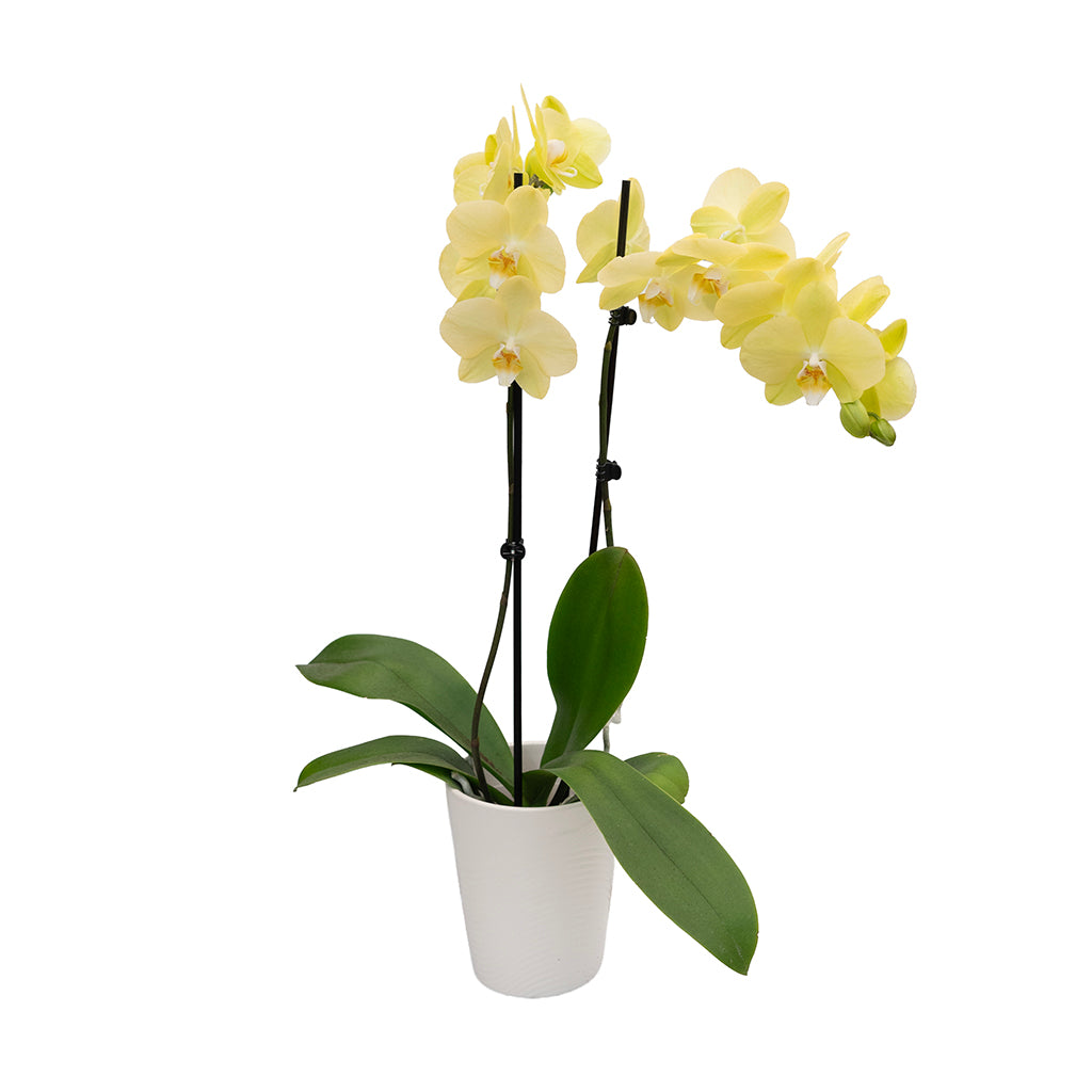 Phalaenopsis Orchid 2-Spike In Ceramic Pot 5"