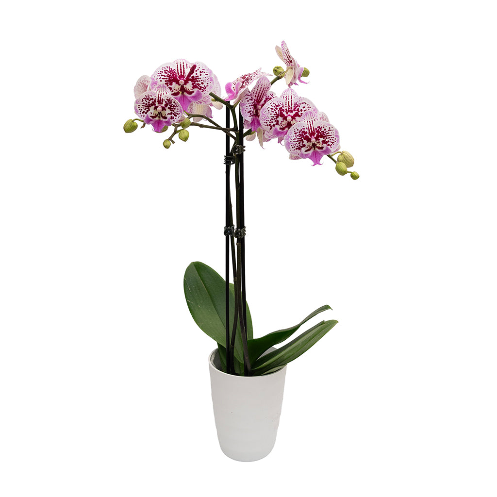 Phalaenopsis Orchid 2-Spike In Ceramic Pot 5"