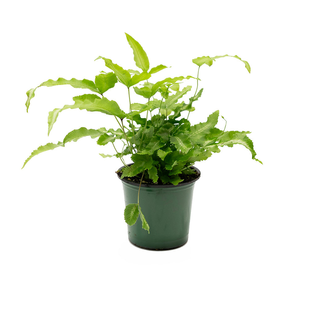 Pteris Cretica/Ribbon Fern 4"