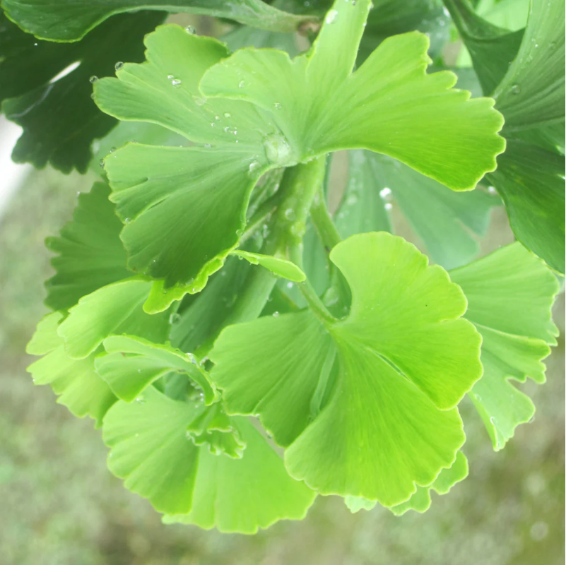 Ginkgo