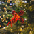 Poinsettia Ornament