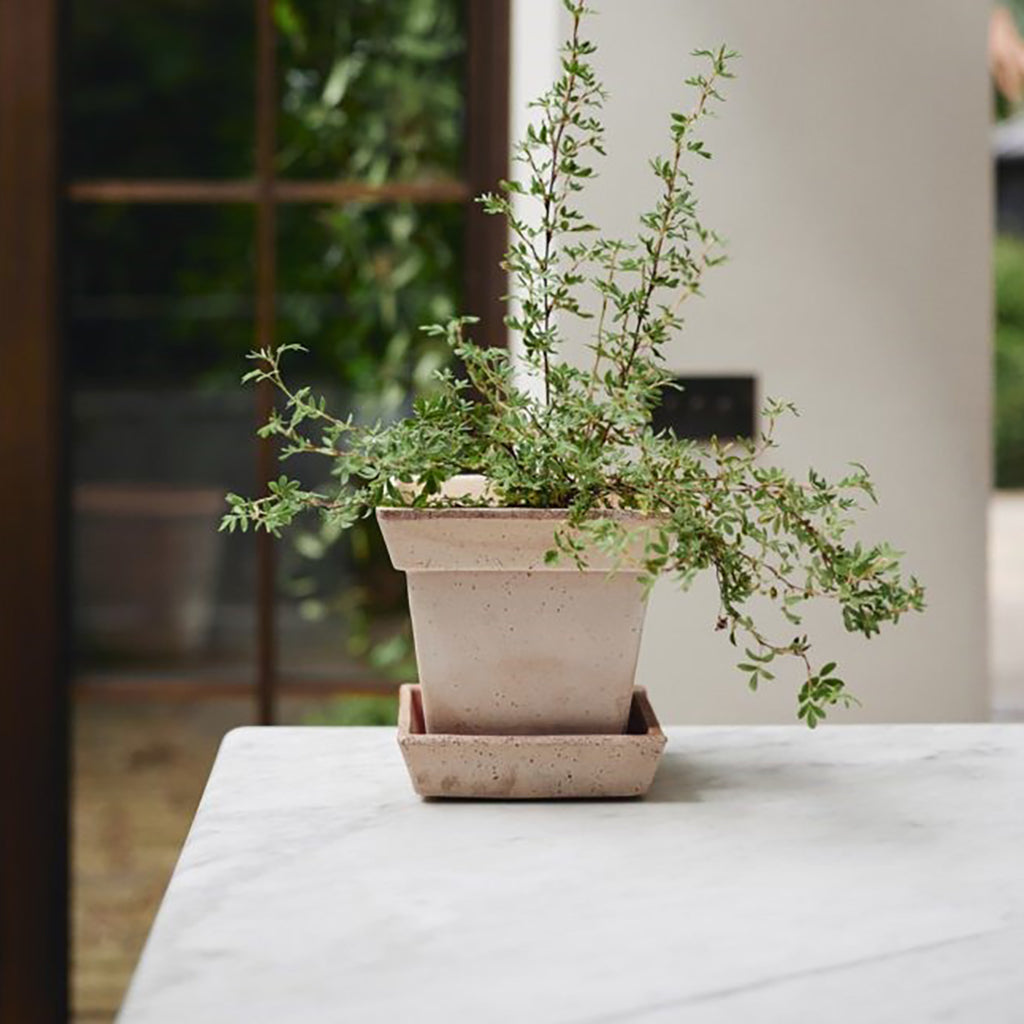 Berg's Gaia Raw Pot & Saucer 8.3