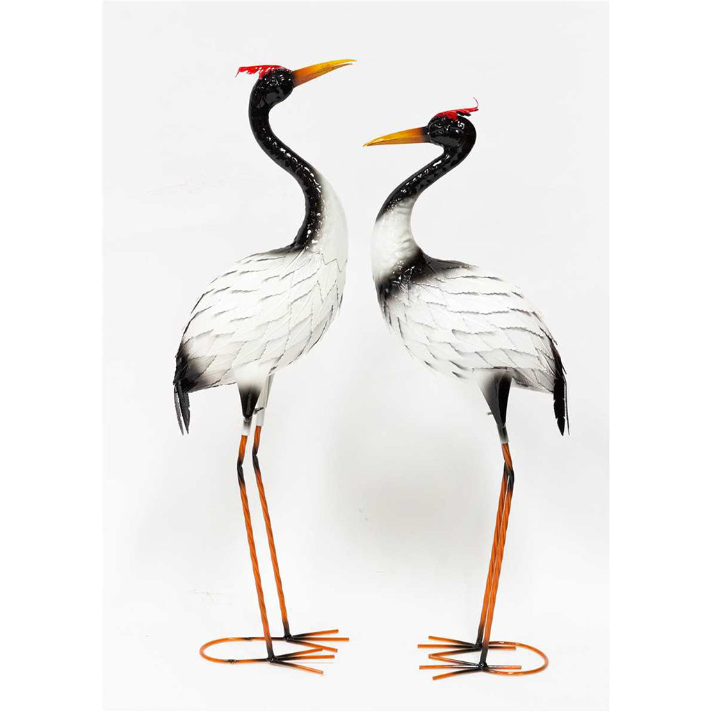 White Black Standing Egret