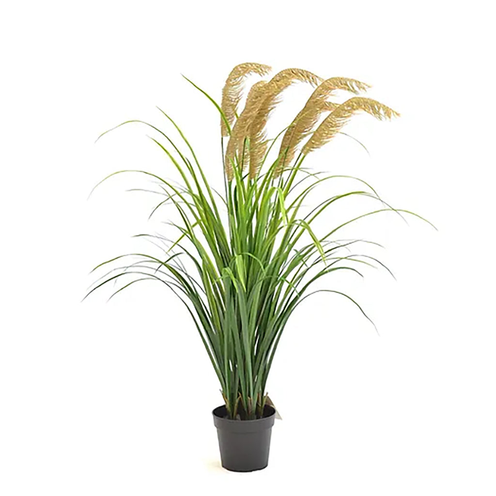 Pampas Grass Plant Brown 40In Everlasting