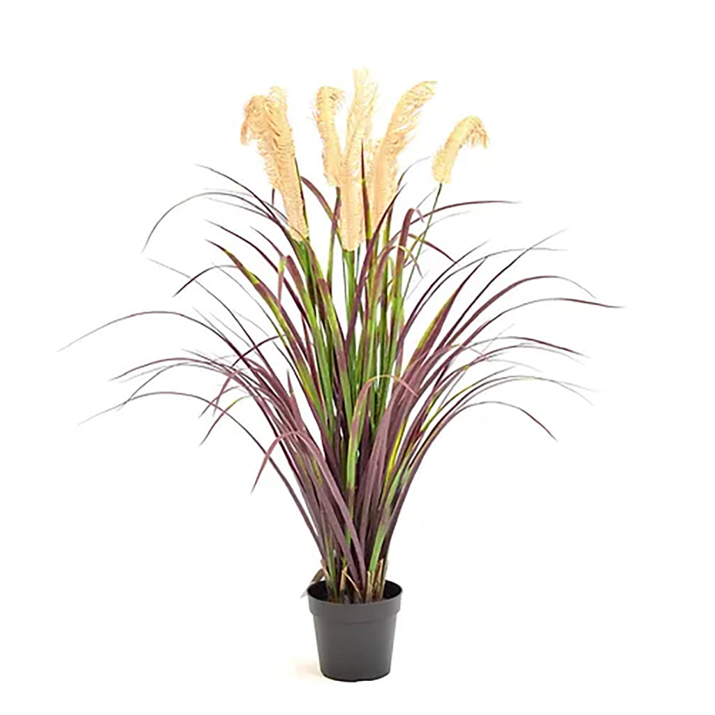 Pampas Grass Plant Red 40In Everlasting