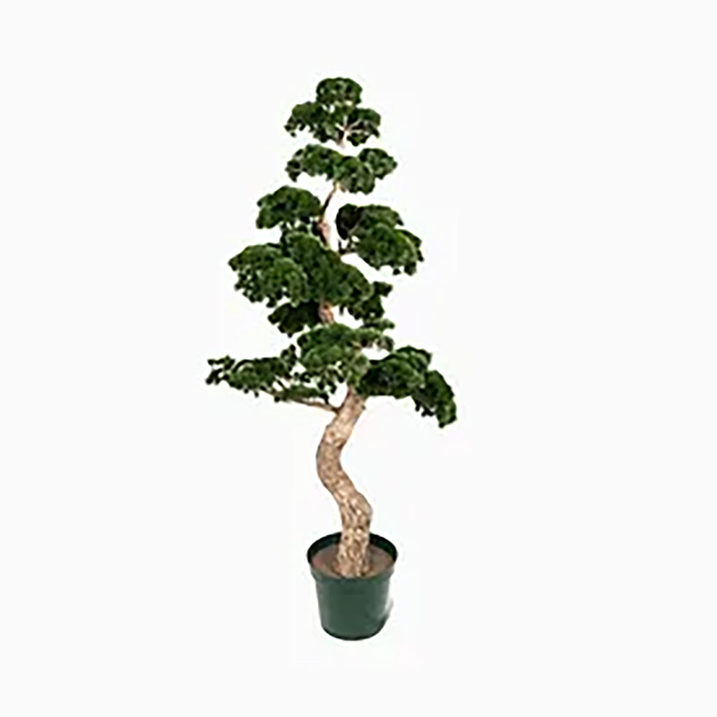 Noble Fir Bonsai 6Ft Everlasting