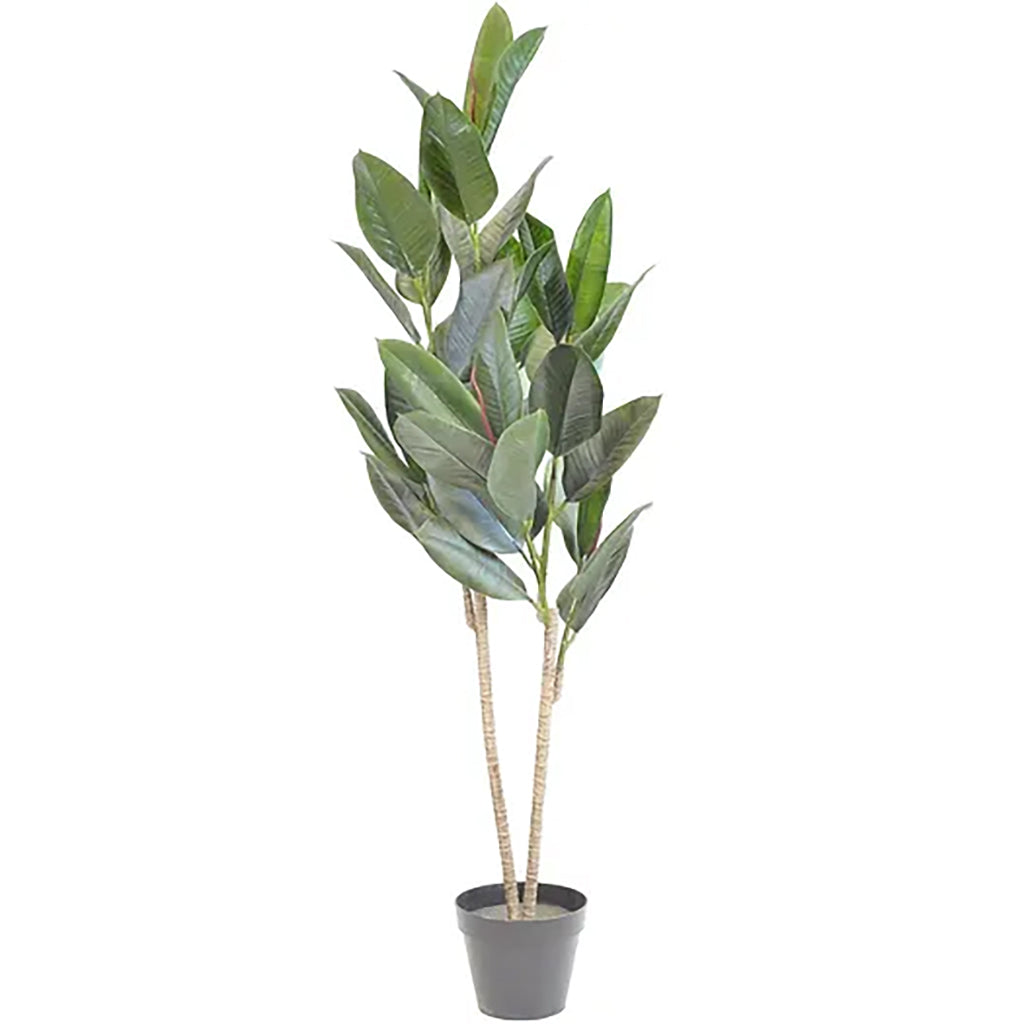 Rubber Plant 5Ft Everlasting