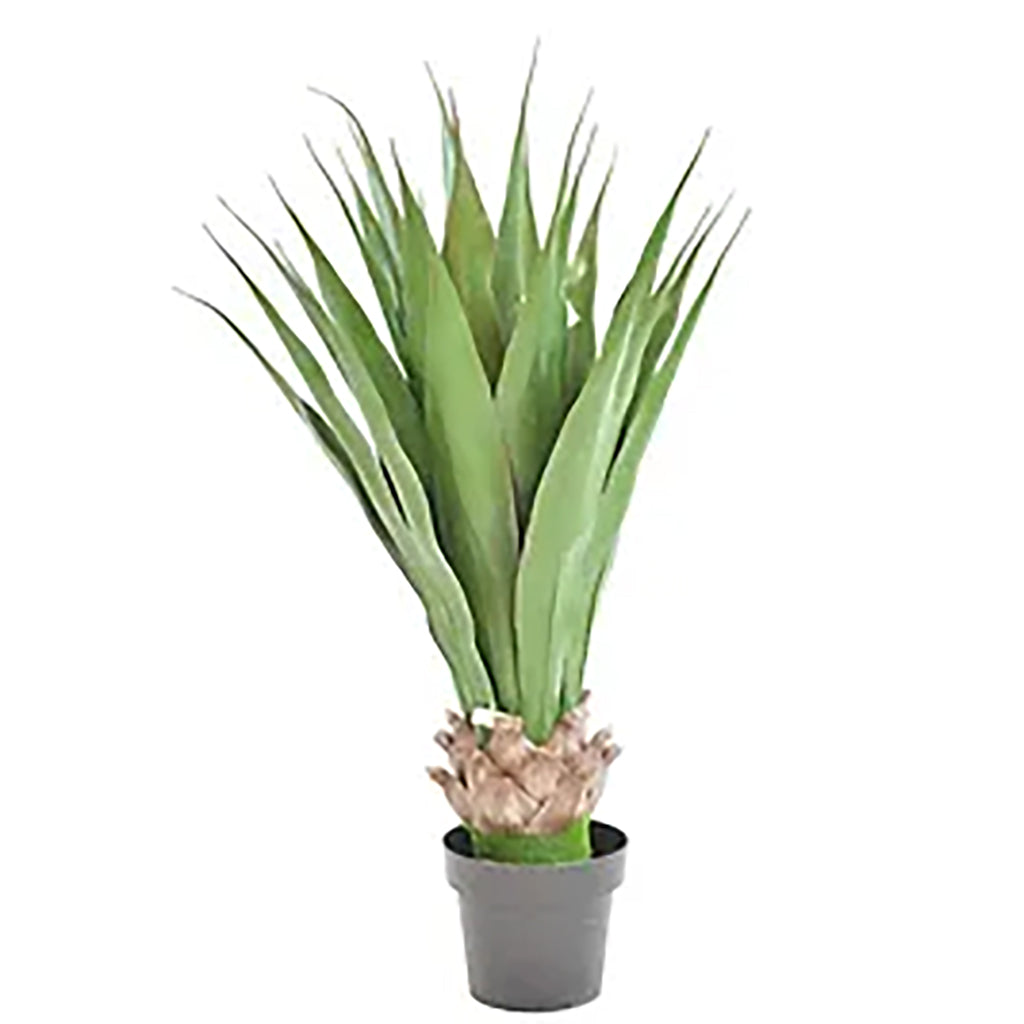 Yucca Gloriosa 40In Everlasting