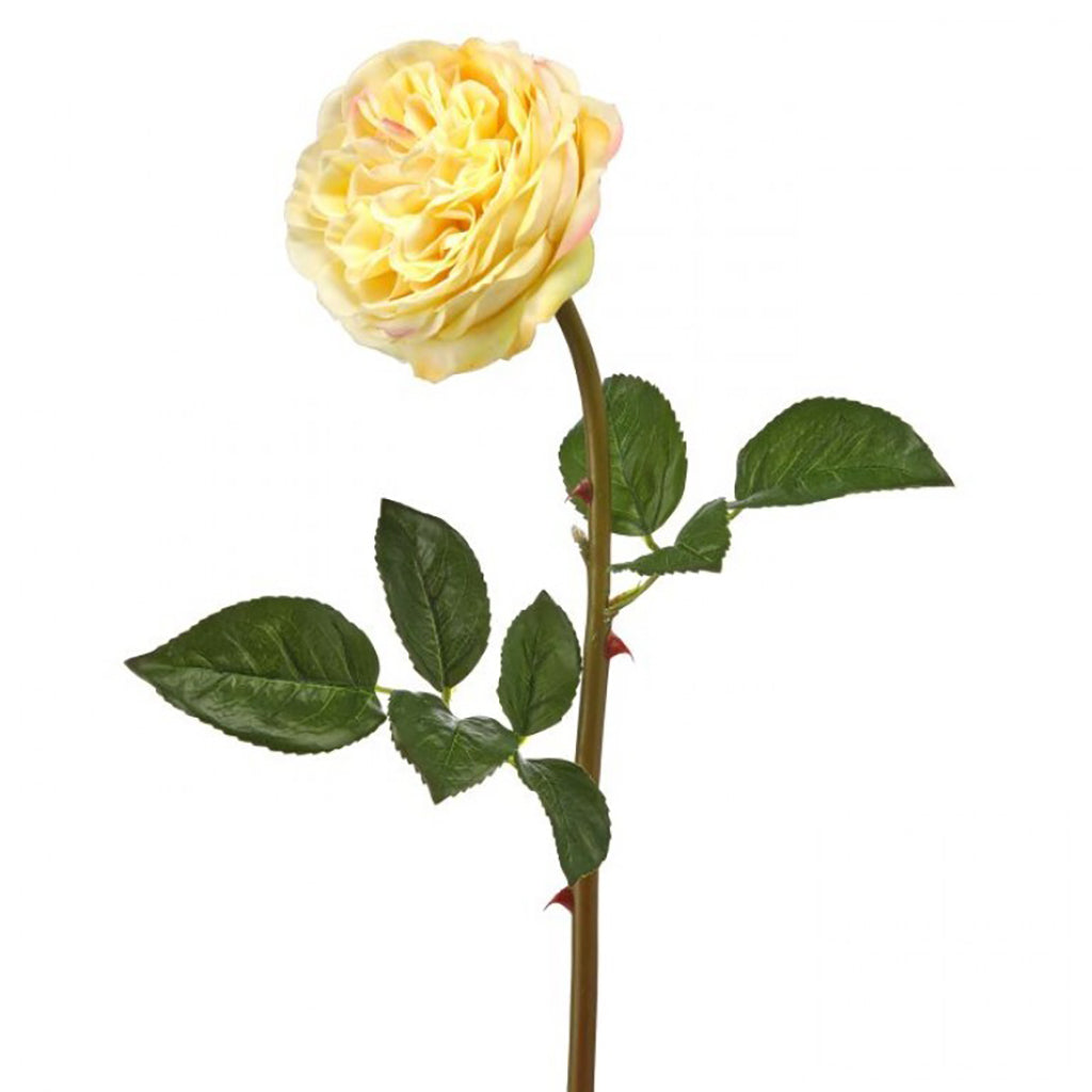 Just Cut English Rose Coral Yellow Everlasting