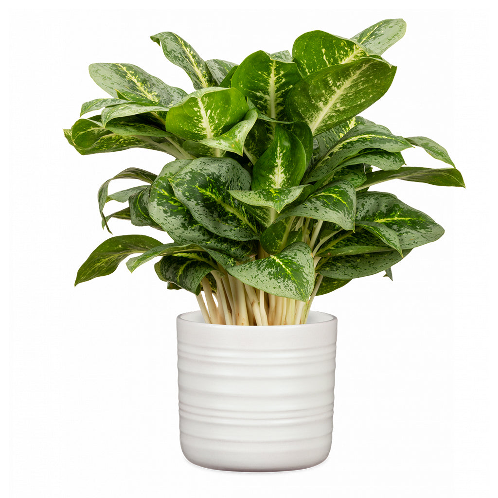 Ribbed Pot Soft Wool