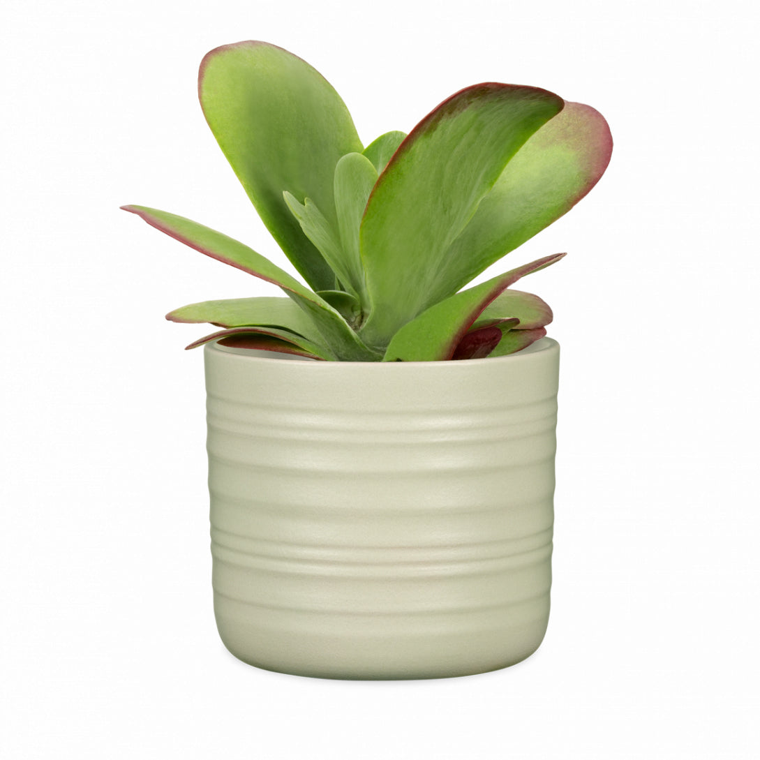 Ribbed Pot Silent Green