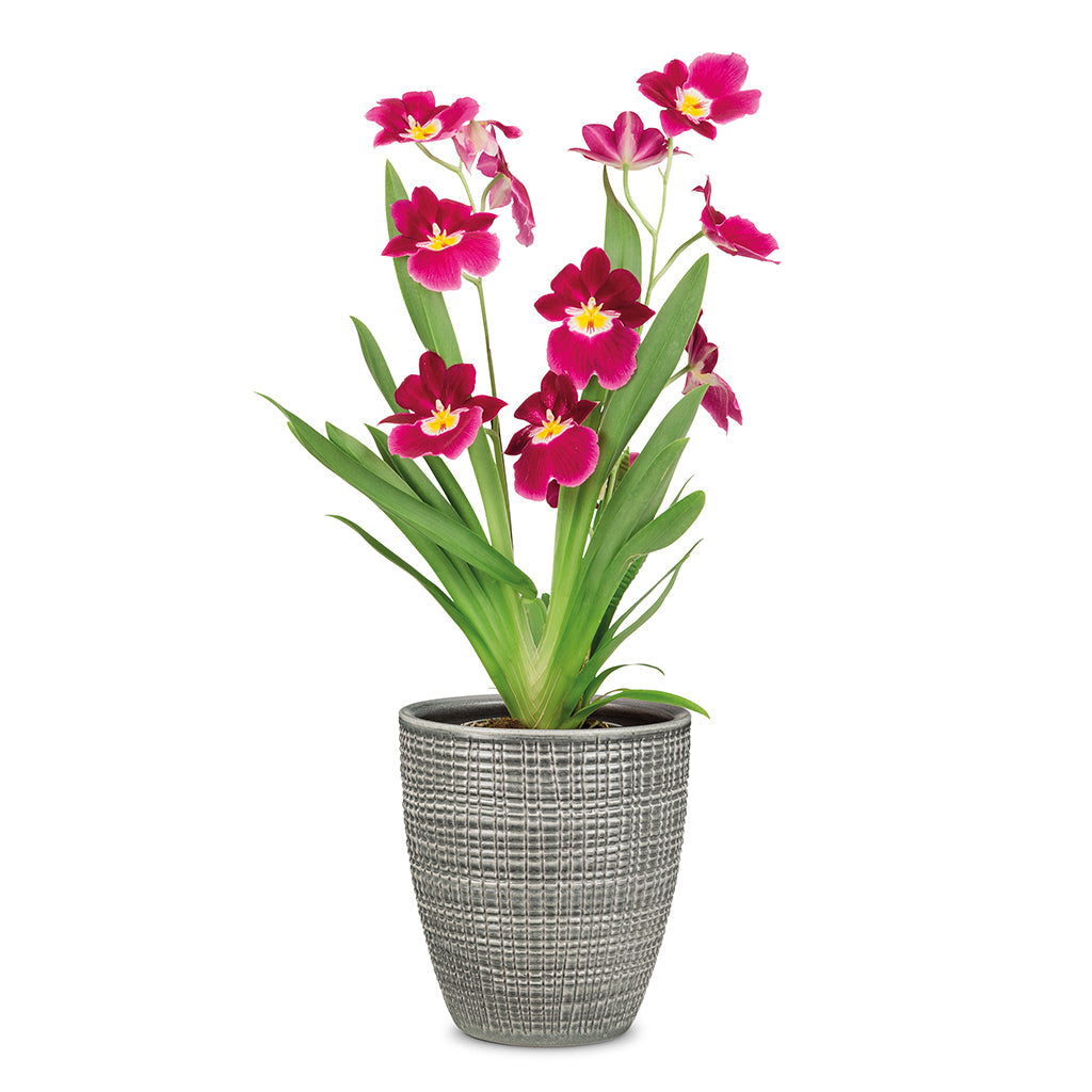 Pimienta Tall Pot Grey