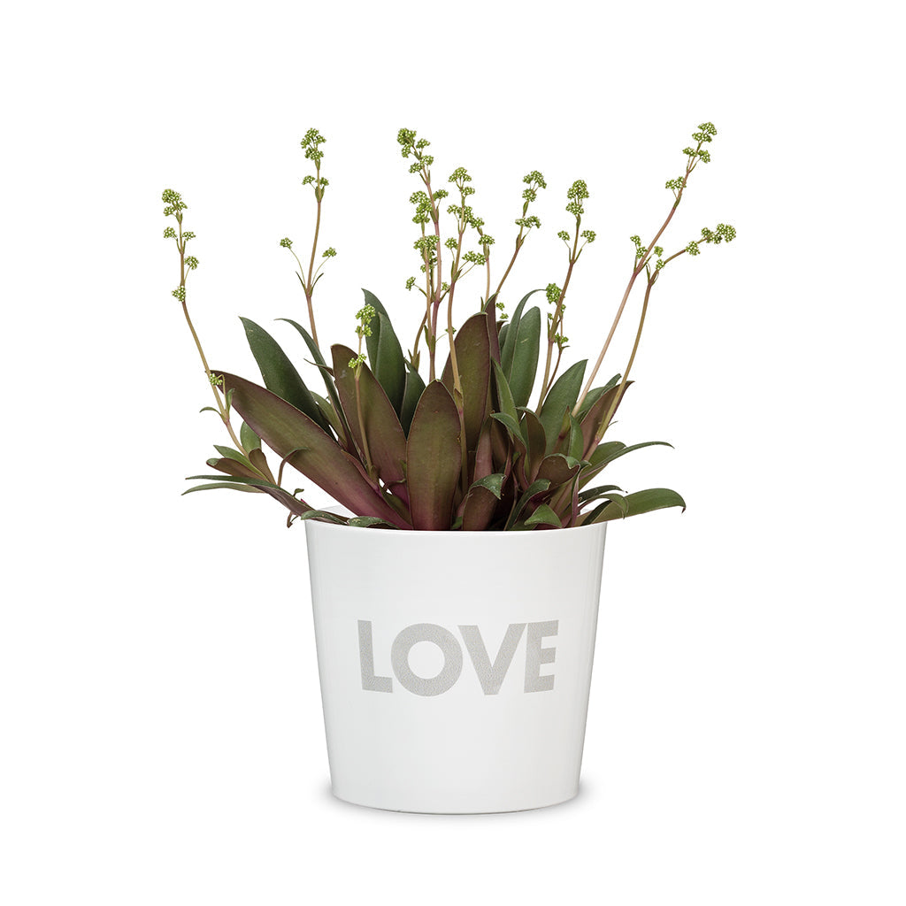 Love Pot