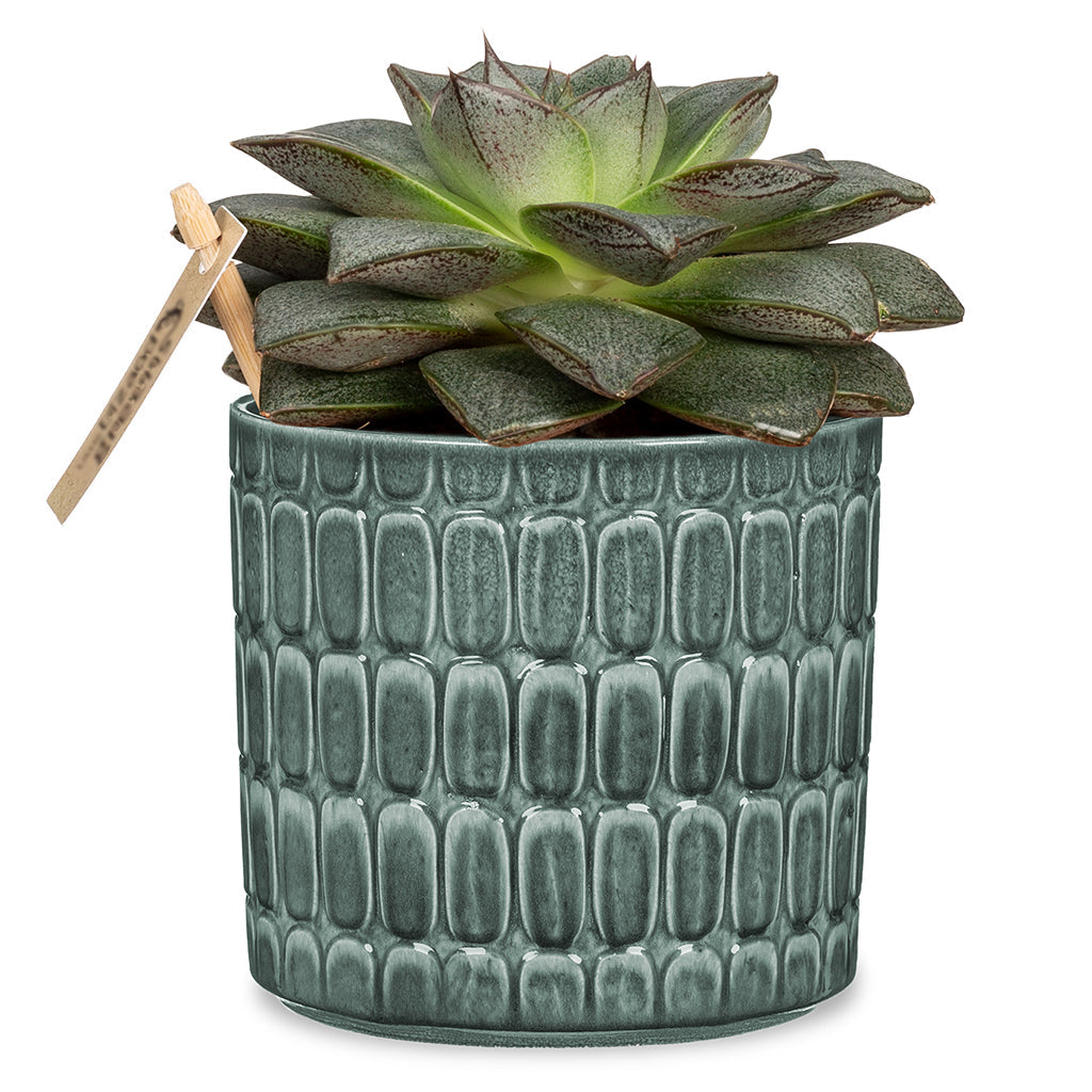 Alma Blue Pot
