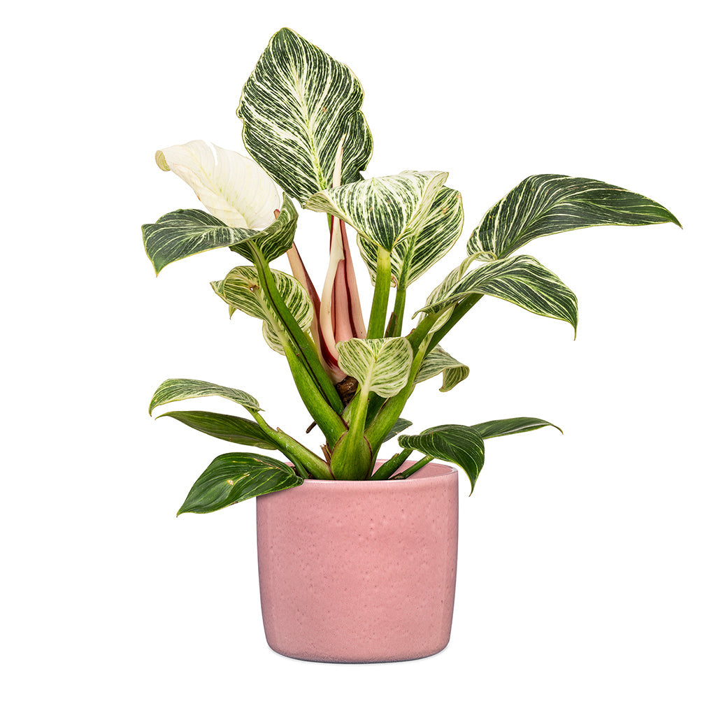 Rosea Pink Pot