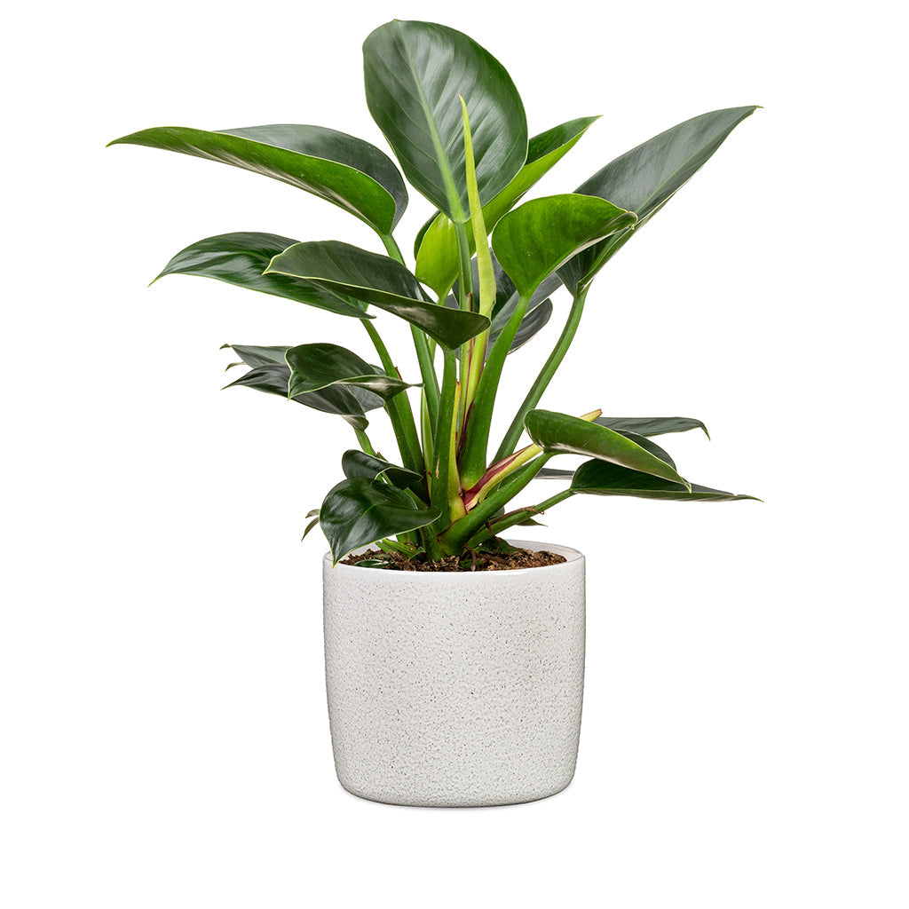 Perla White Pot