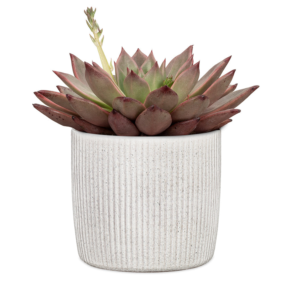 Perla Ribbed White Pot