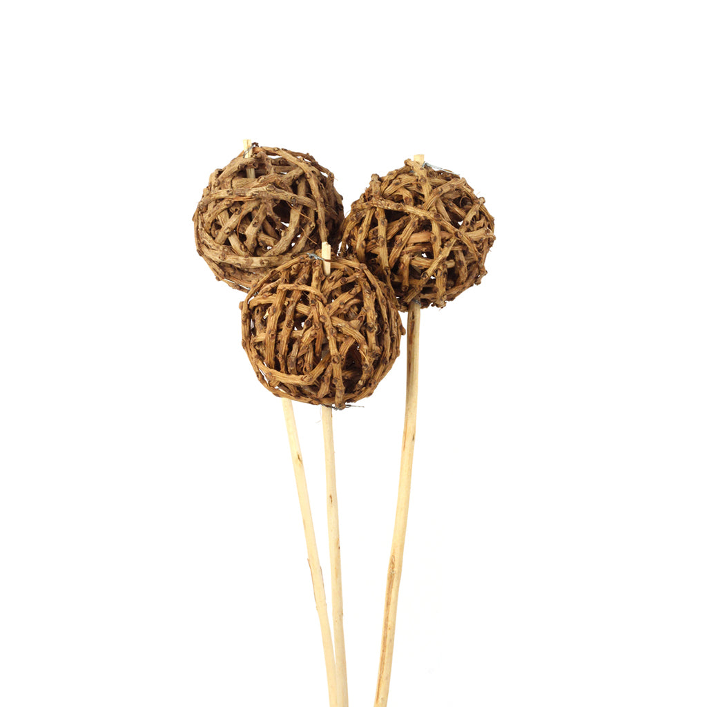 Root Ball 8cm Stemmed Natural