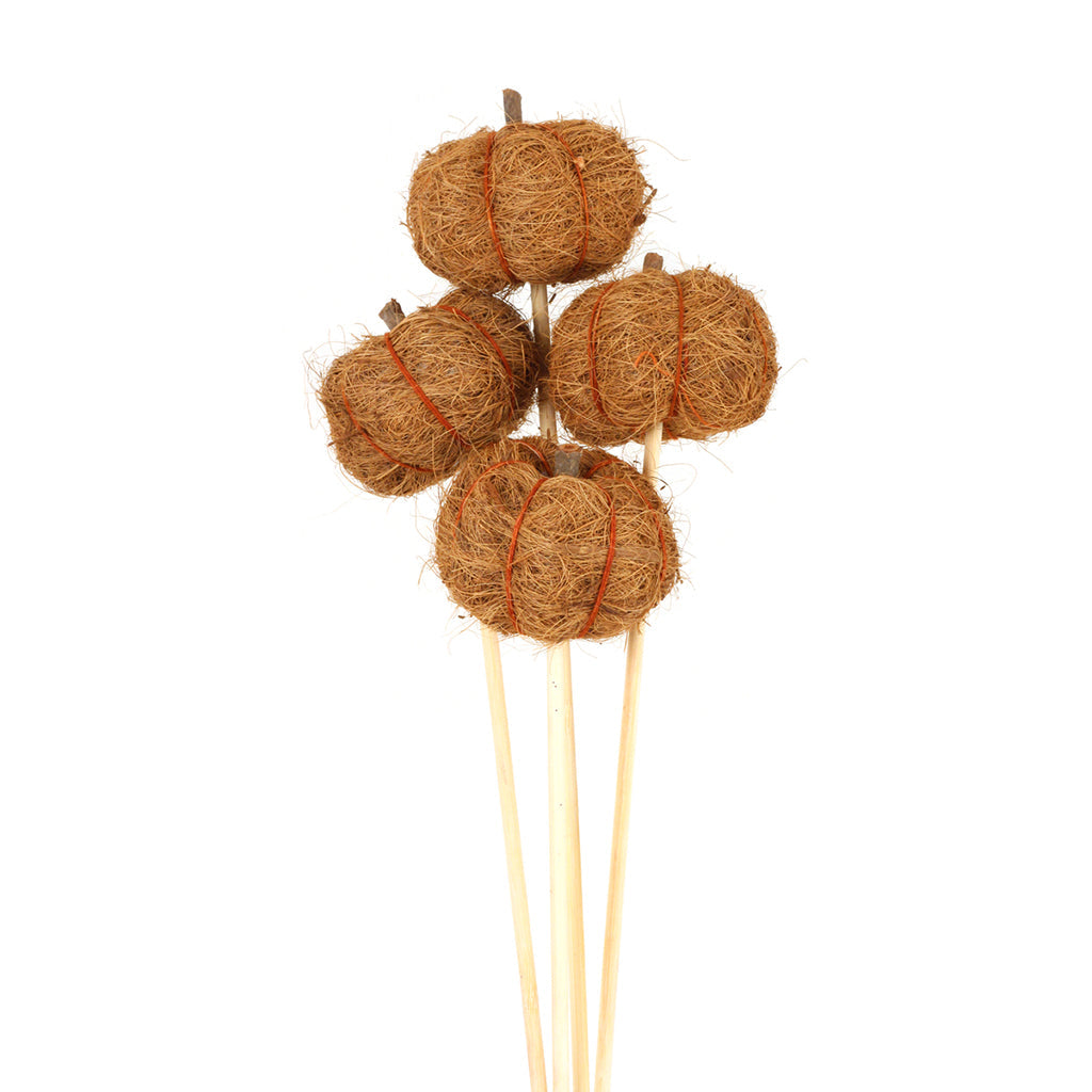 Coco Pumpkins- Stemmed Natural