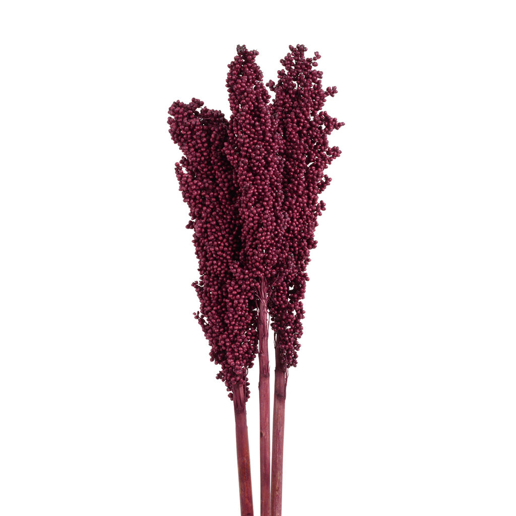 Milo Berries Burgundy