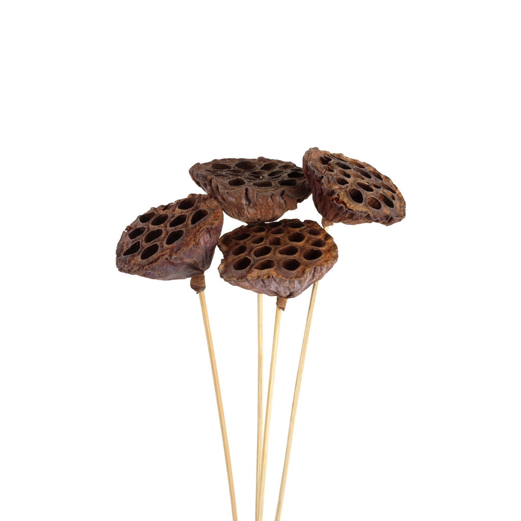 Lotus Pods Natural