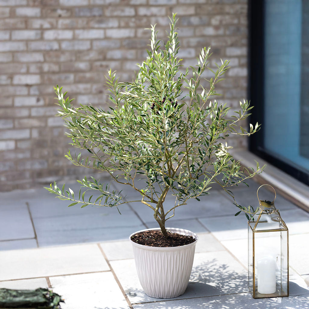 Olea Europa/Olive Tree 10"