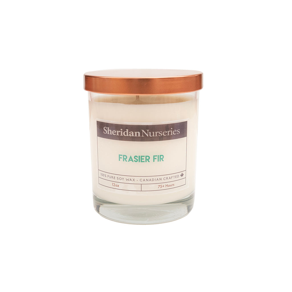 Sheridan Frasier Fir 12oz Candle