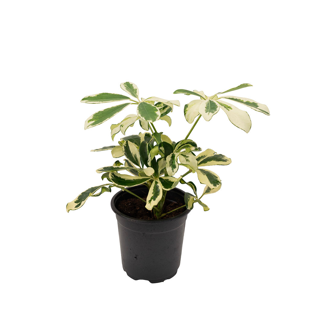Schefflera Rainshade 4"