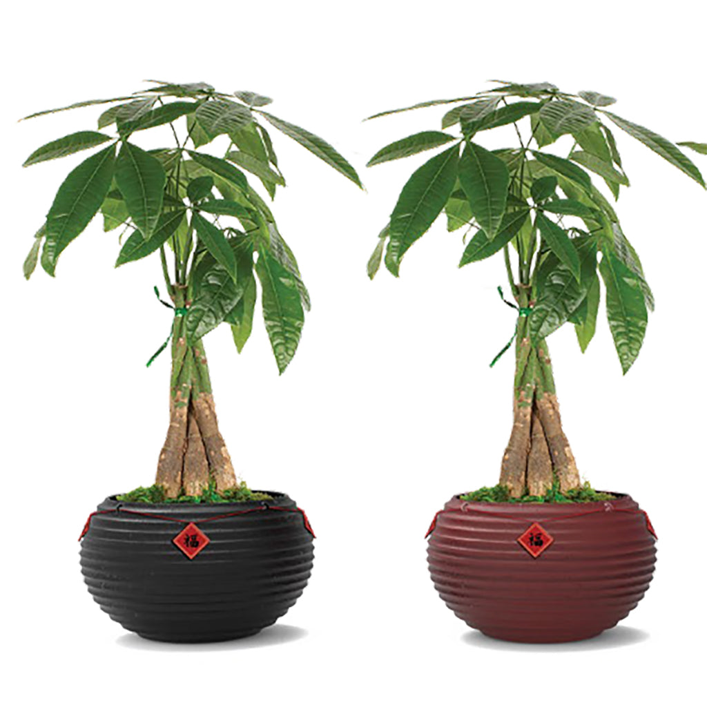 Good Luck Money Tree