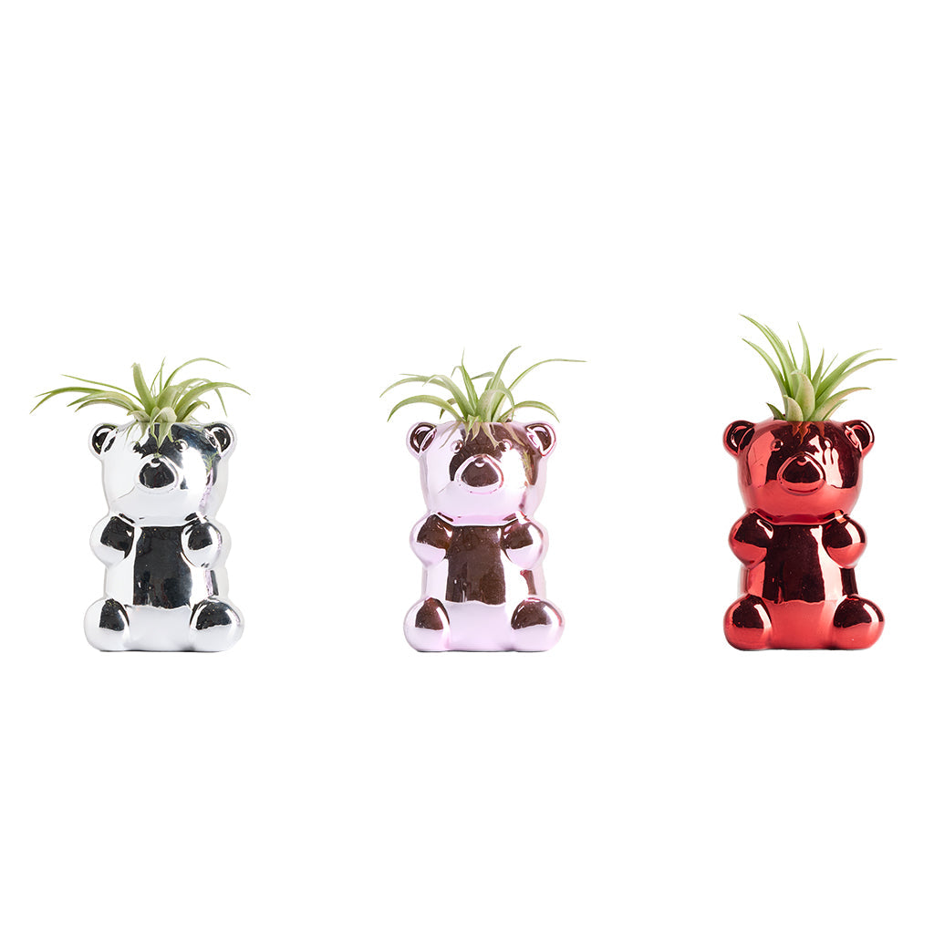 Beary Sweet With Tillandsia