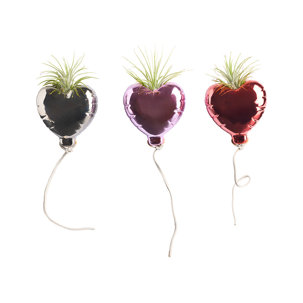 Sweetness With Tillandsia