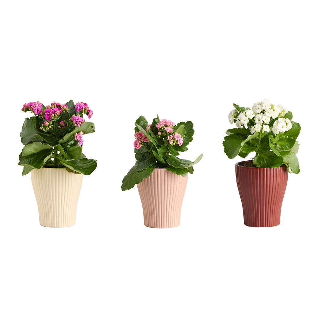 Mae With Assorted Foliage