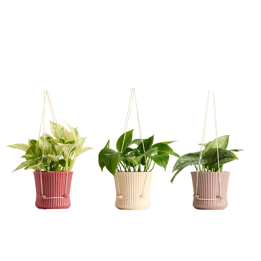 En Pointe With Assorted Foliage