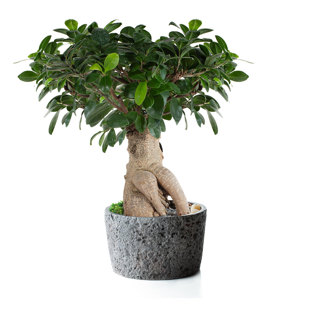Bonsai Ginseng In Serenity Pot