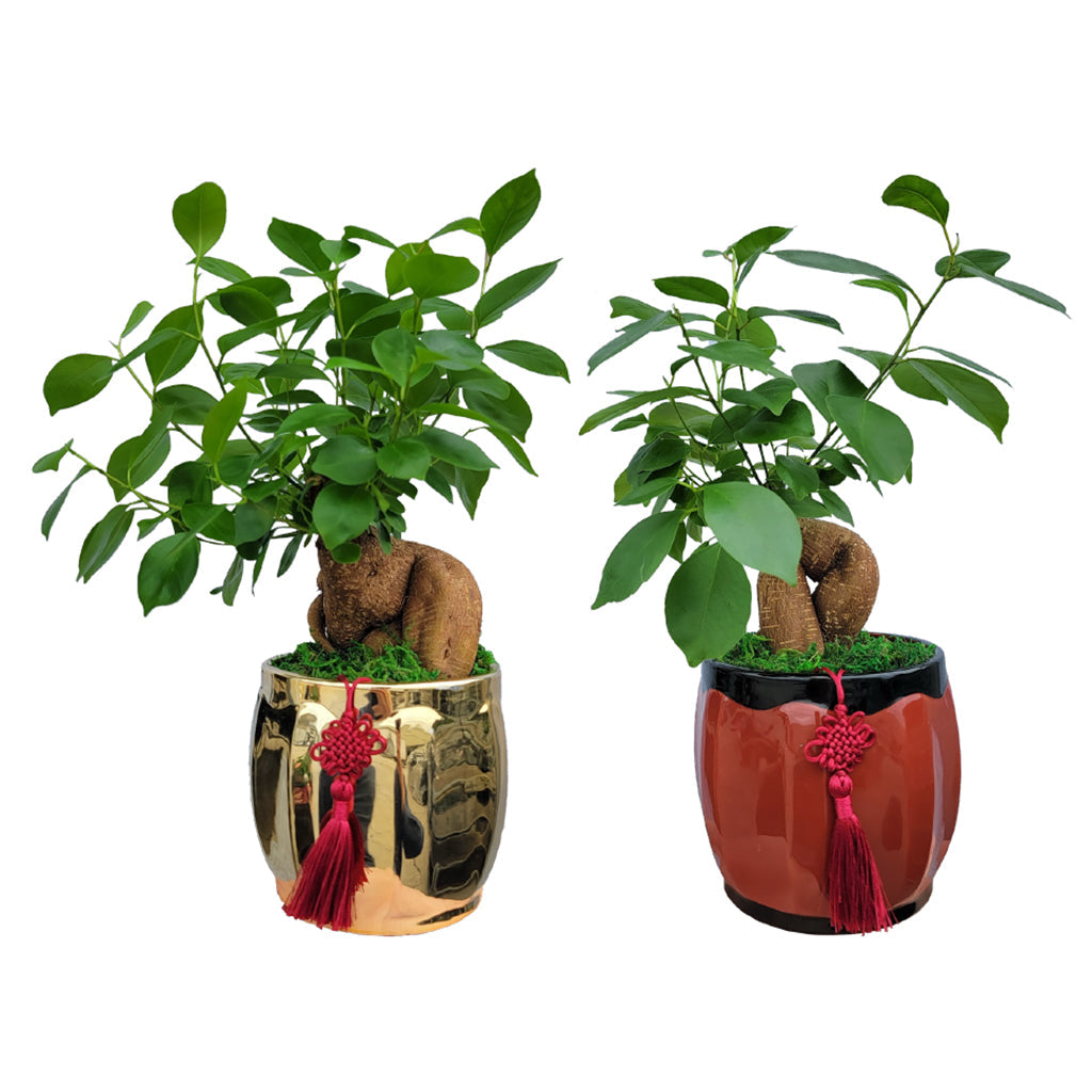 bonsai toronto Ficus Retusa Bonsai - House Plants Delivery Toronto