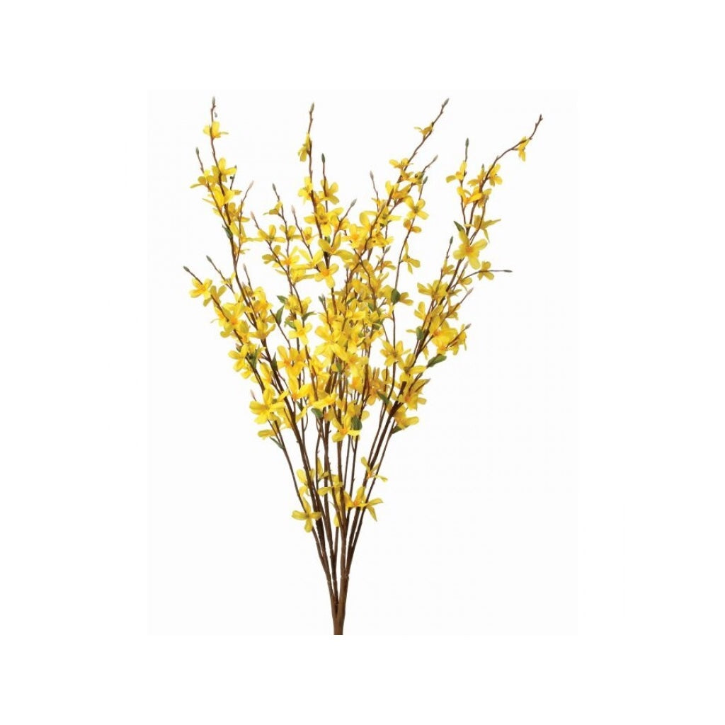 Forsythia Bush 30" Yellow
