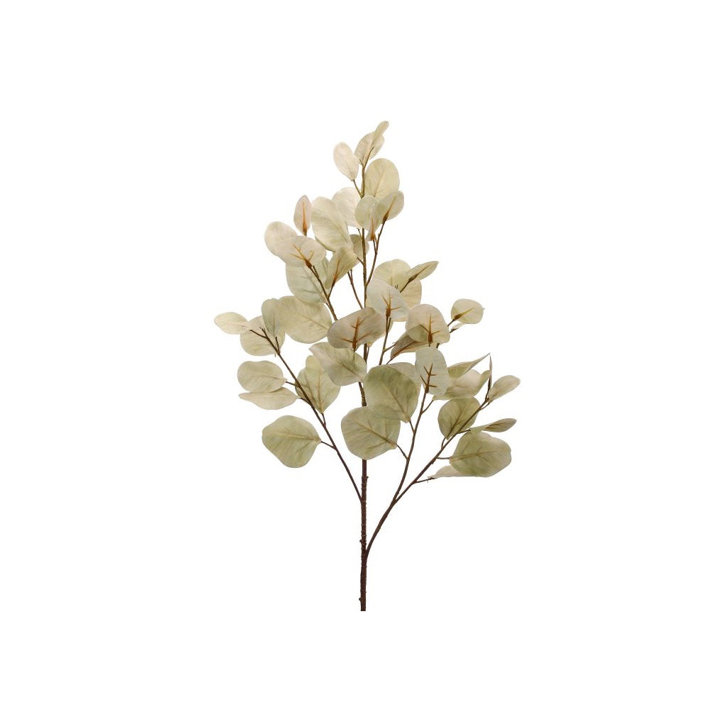 Bleached Silver Dollar Eucalyptus Pray 34" Beige Green