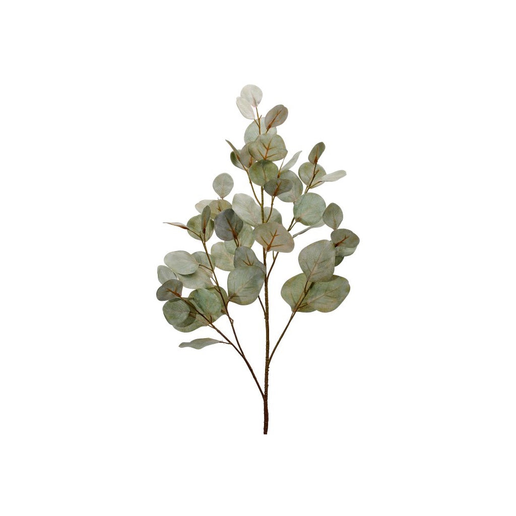Bleached Silver Dollar Eucalyptus Pray 34" Frosted Green