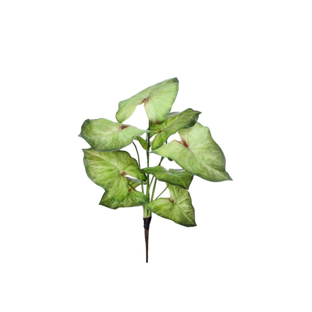 Summer Caladium Plant 16" Green White