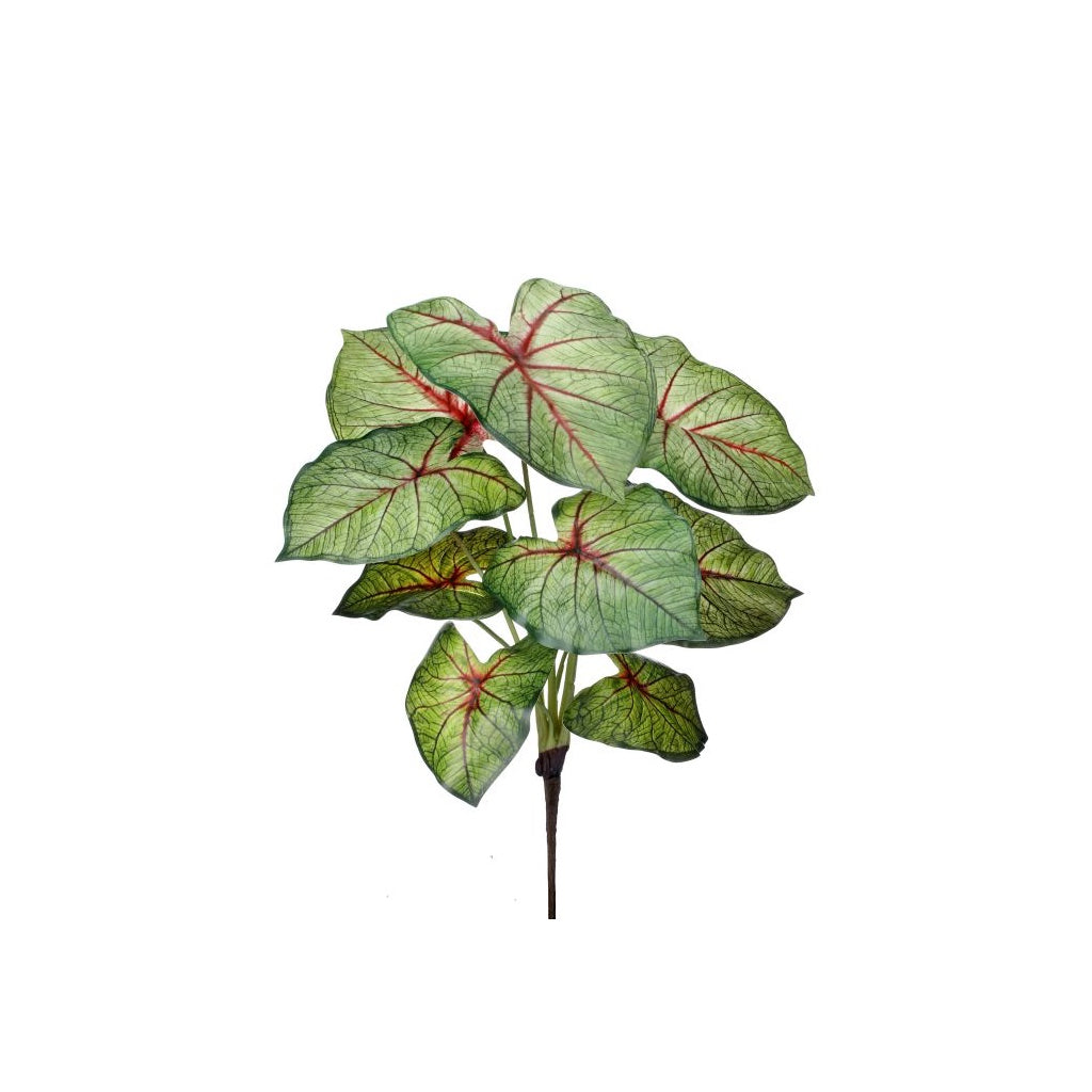 Summer Caladium Plant 16" Red Green