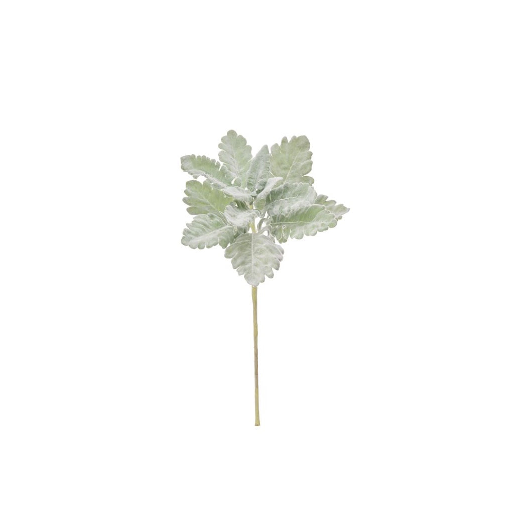 Dusty Miller Stem 18" Grey Green