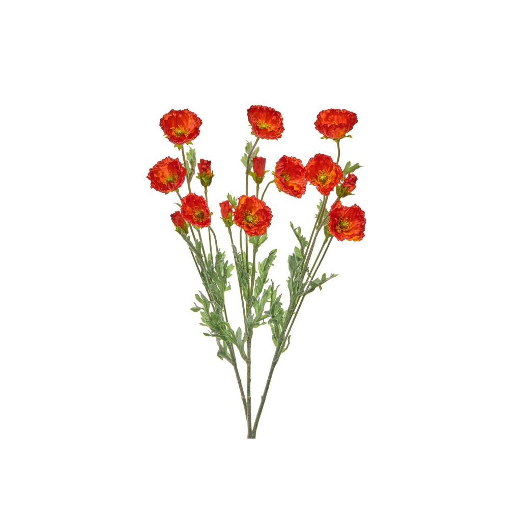 Cosmos Bush 20" Orange