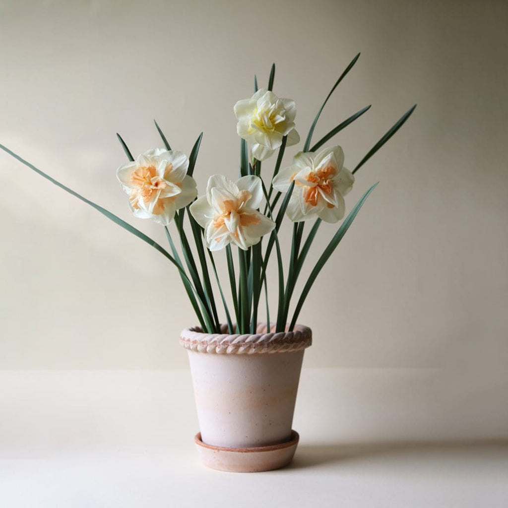 Emilia Raw Pot + Saucer Rosa