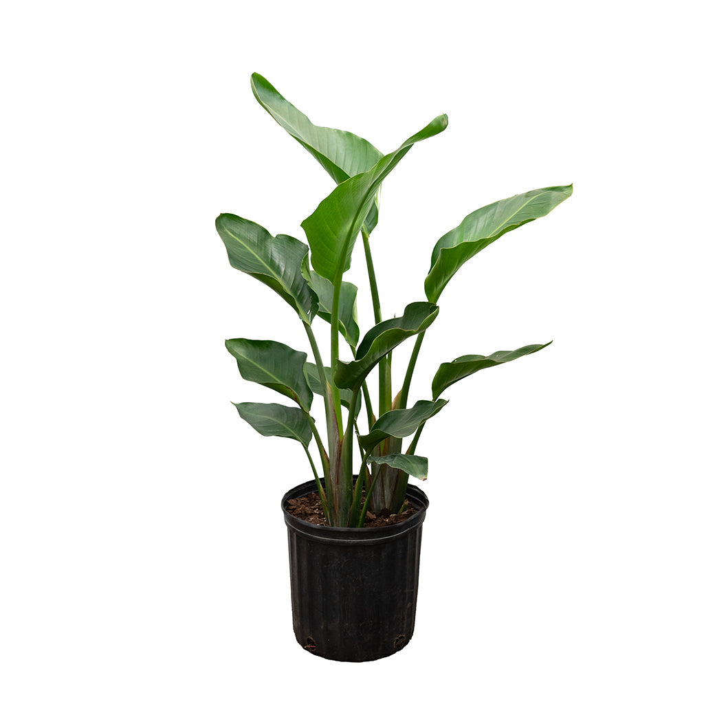 Strelitzia Nicolai/Birds Of Paradise 2-3' 10"