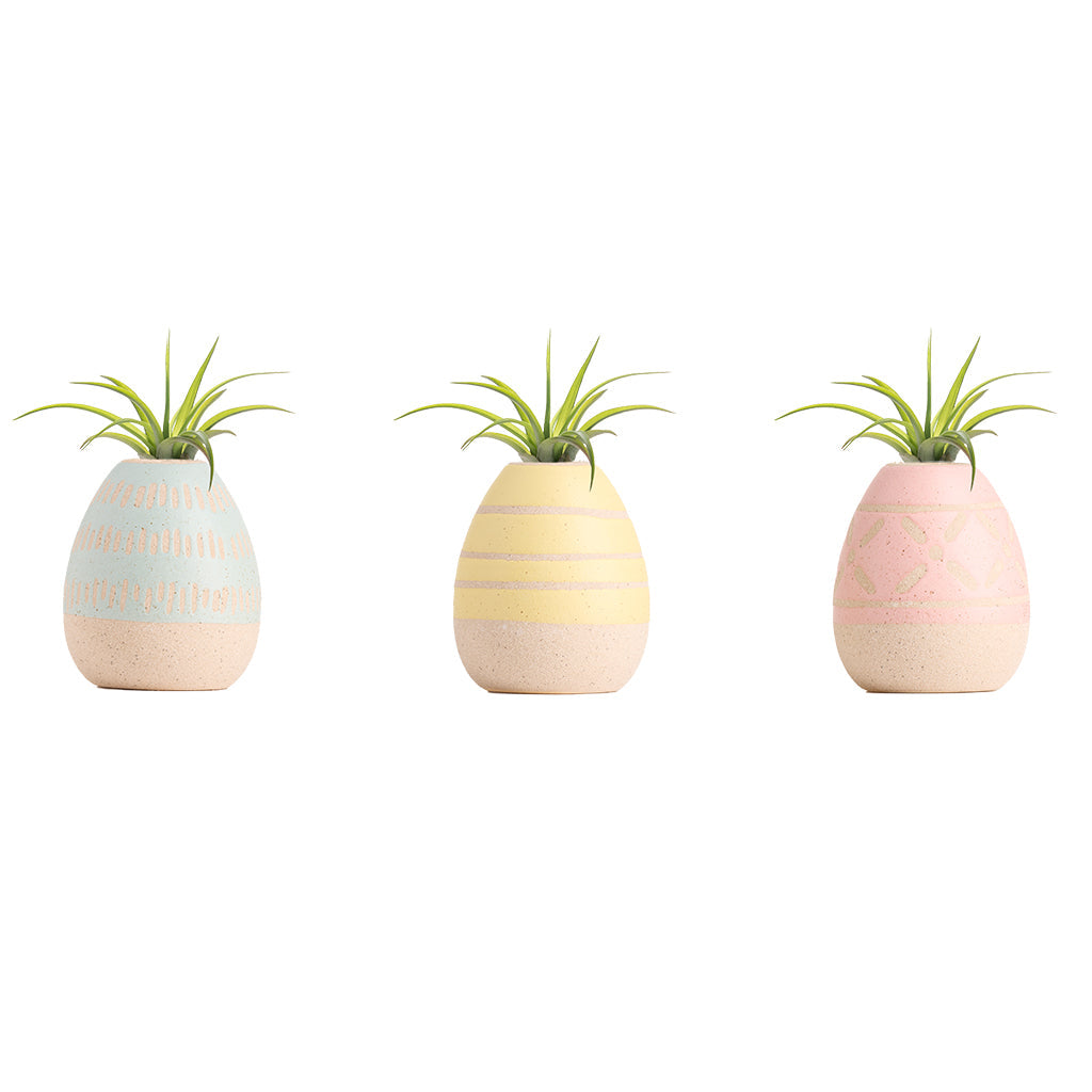 Over Easy With Tillandsia 2" Easter Dish Garden