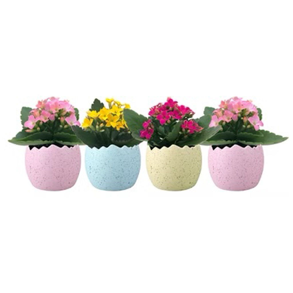 Egg Mini Mixer W Kalanchoe 2.5"